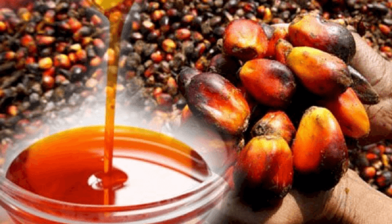 La guía definitiva del proceso de producción de aceite de palma