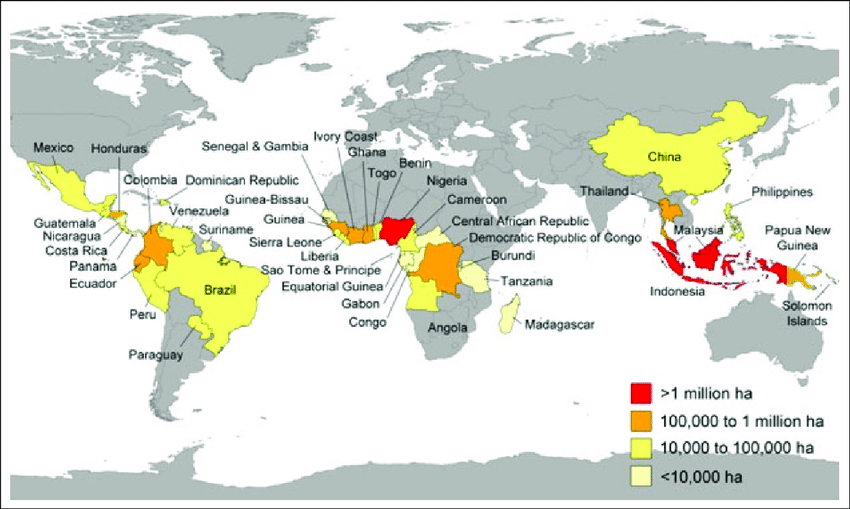 ¿Cómo iniciar un negocio en los principales países productores de aceite de palma?